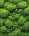 Lush Verdant Mossy Spheres Rug - Cutout View