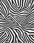 Sharp Contrast Zebra Swirl Rug - Cutout View