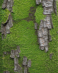 Verdant Mossy Bark Texture Rug - Cutout View