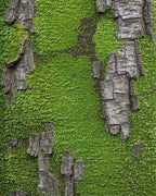 Verdant Mossy Bark Texture Rug - Cutout View