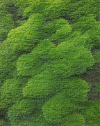 Vibrant Green Textured Moss Landscape Rug - Cutout View